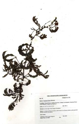 Mozambique sticky thorn (Vachellia torrei)