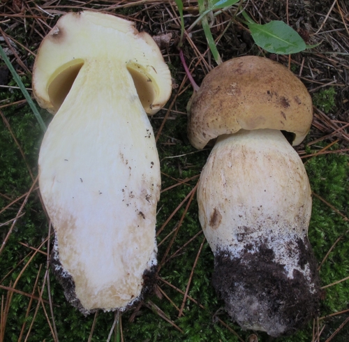 Pale bolete cross-section and cap lacking the white reticulated stem webbing of a true King Bolete, with a dull yellow pore surface