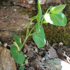 Aristolochia pallida