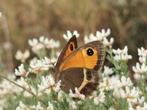 Spanish Gatekeeper, 11440 Peyriac-de-Mer, France, photo 10 of 10