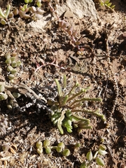 Crassula muscosa