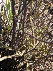 Crassula muscosa