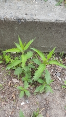Urtica angustifolia