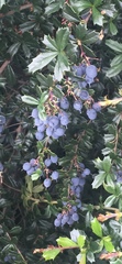 Berberis gracilis