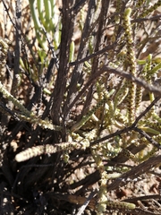 Crassula muscosa