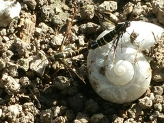 Sesiidae