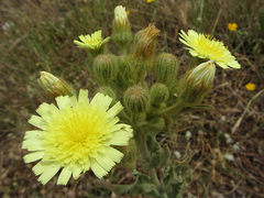 Andryala integrifolia
