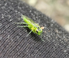 Rhogogaster viridis