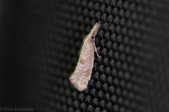 Acrolophus texanella