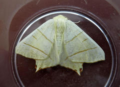 Ourapteryx sambucaria