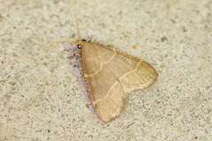 Hypsopygia planalis