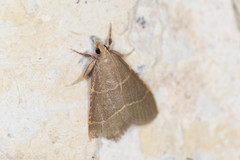 Hypsopygia planalis