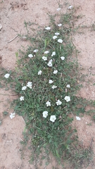 Convolvulus arvensis
