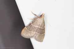 Hypsopygia planalis