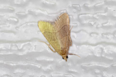 Hypsopygia planalis