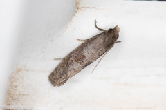 Acrolophus texanella