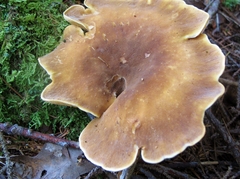 Tapinella atrotomentosa image