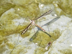 Tipula noveboracensis