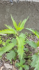 Urtica angustifolia