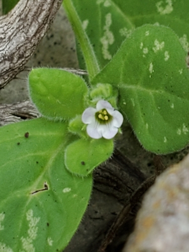 Nama jamaicensis (Nama jamaicensis)