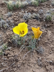 Calochortus aureus