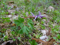 Corydalis pumila