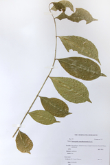 Suregada zanzibariensis