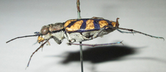 Chaetodera regalis