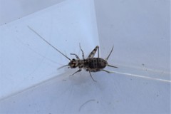 Gryllomorpha