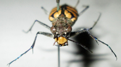 Chaetodera regalis
