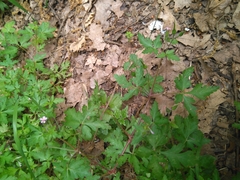 Geranium robertianum