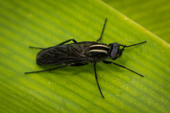 Thereva albovittata