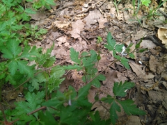 Geranium robertianum