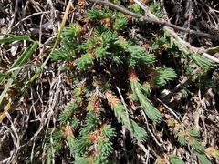 Camphorosma monspeliaca