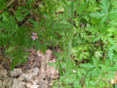 Geranium robertianum