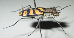 Chaetodera regalis