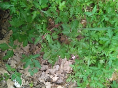 Geranium robertianum