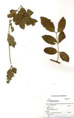 Salvadora persica persica