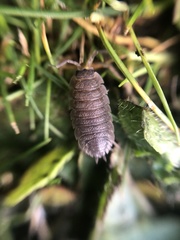 Porcellio scaber