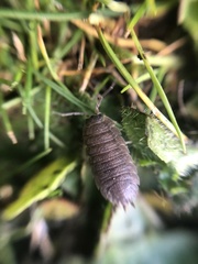 Porcellio scaber