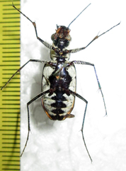 Chaetodera regalis