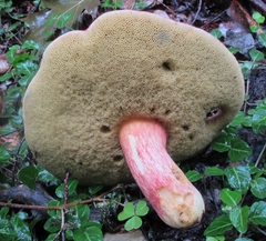 Boletus miniatopallescens