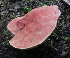 Boletus miniatopallescens