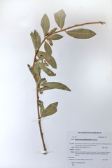 Boscia mossambicensis