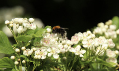 Bombus hypnorum