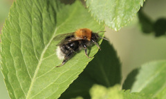 Bombus hypnorum