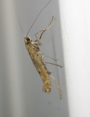 Caloptilia populetorum