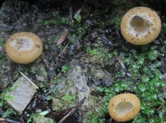 Tarzetta cupularis