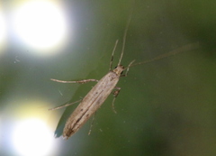 Caloptilia populetorum