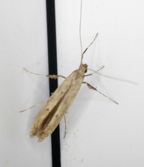 Caloptilia populetorum